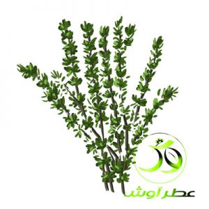 آویشن در طب سنتی